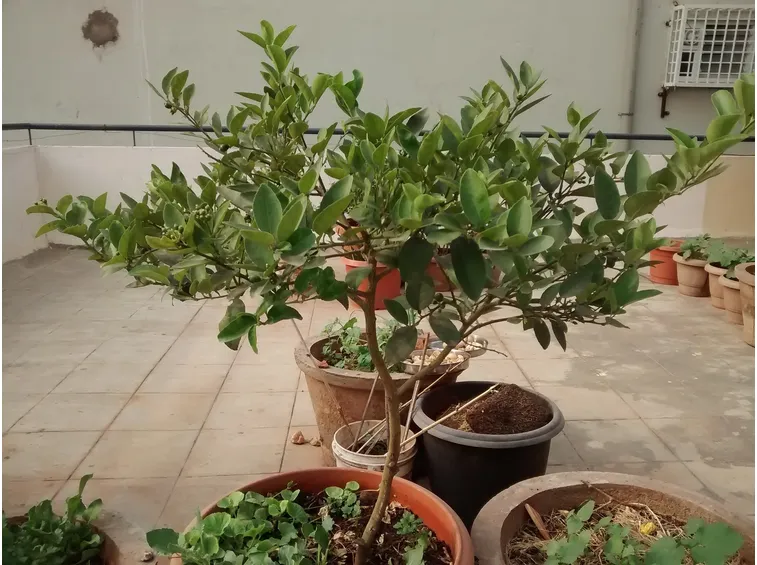 piante da terrazzo