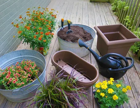 coltivare sul balcone