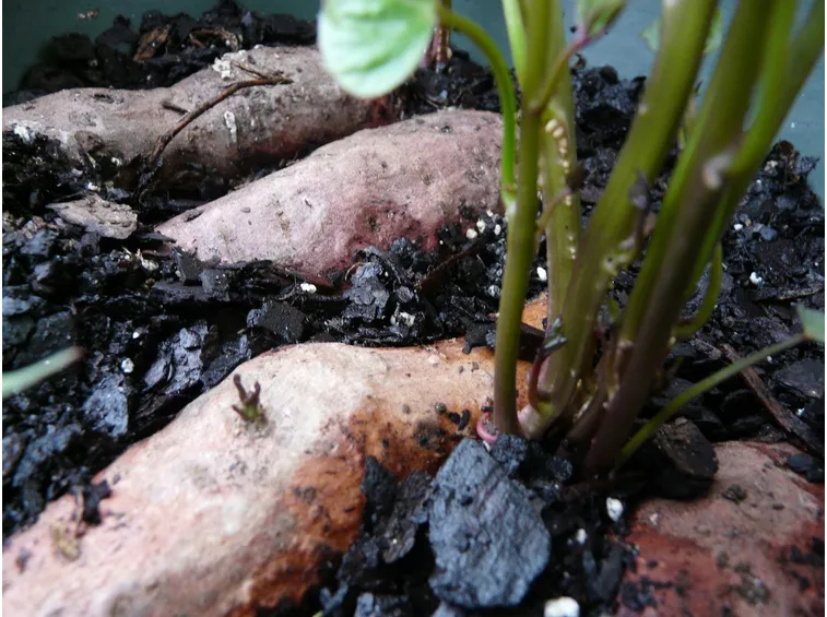 Irrigazione patate