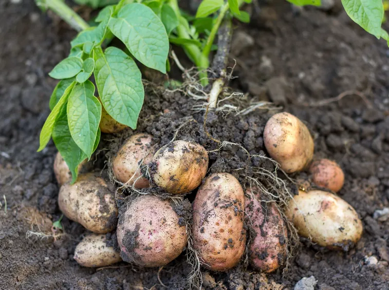 Solchi di patate