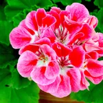 Fiore di geranio rosso