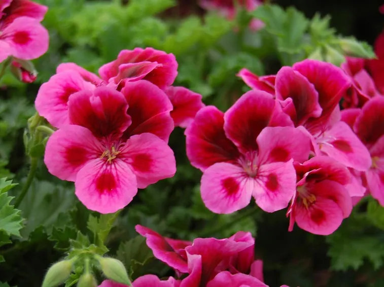 Particolare di un geranio rosa