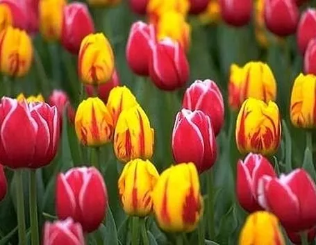 tulipani