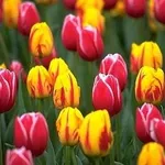 tulipani