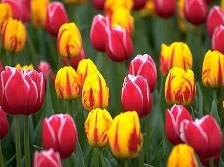 tulipani