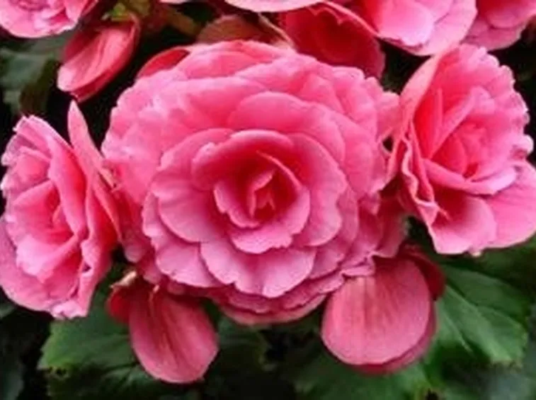 begonia