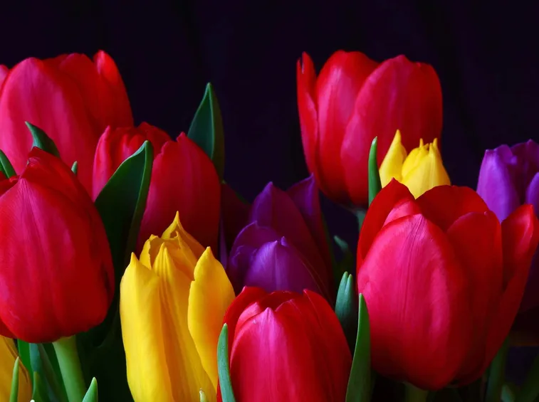 TULIPANO