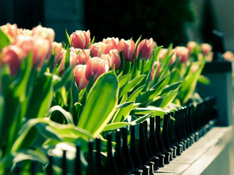 tulipani in terrazzo