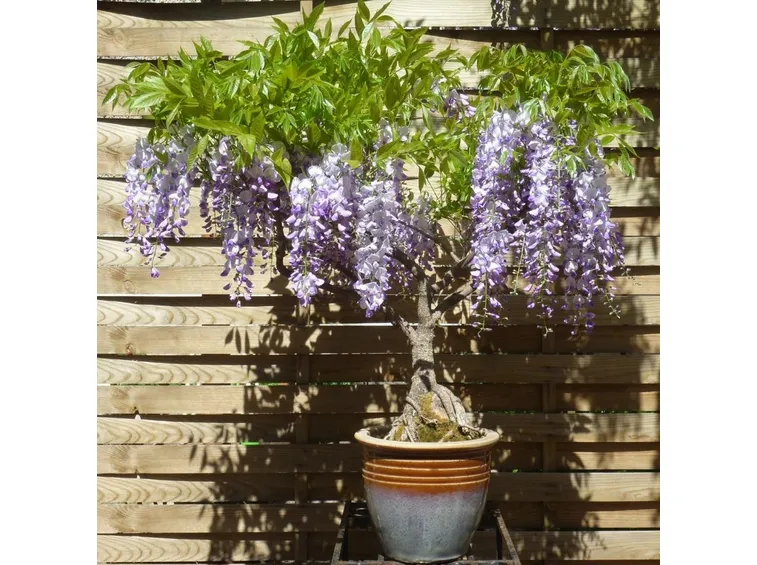 I bellissimi fiori del glicine