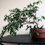 Pianta Ficus Benjamin