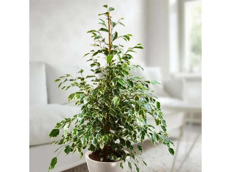 Ficus retusa