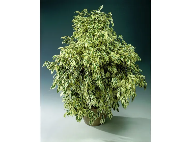 Ficus pumila