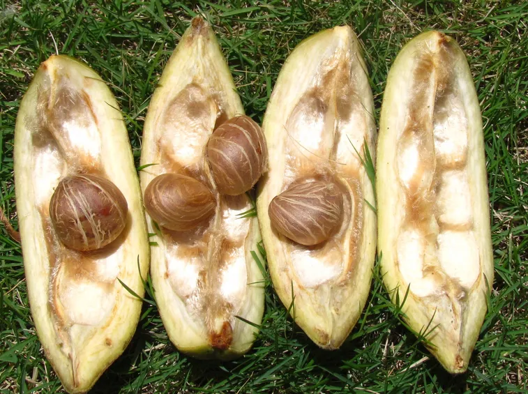 frutti della pianta pachira