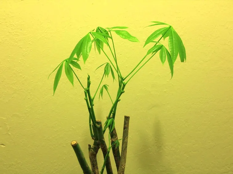pianta pachira