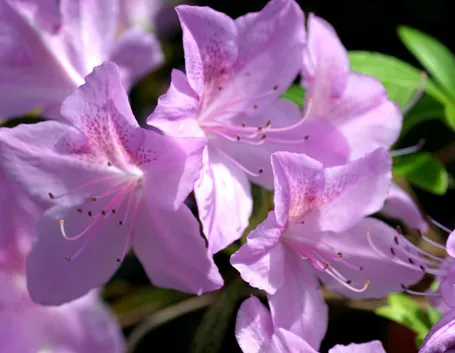 azalea da balcone