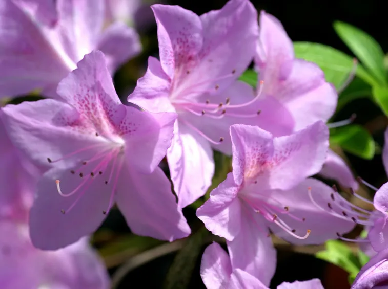 azalea da balcone