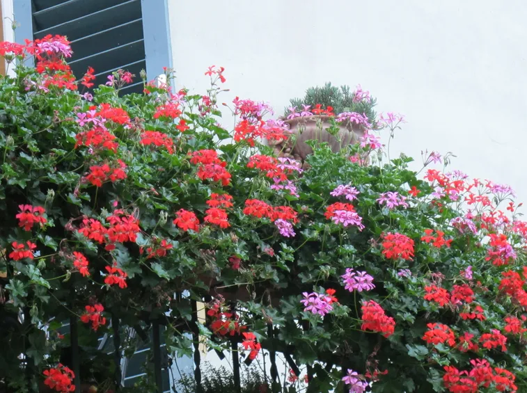 GERANI DA BALCONE