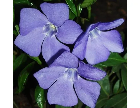 pervinca