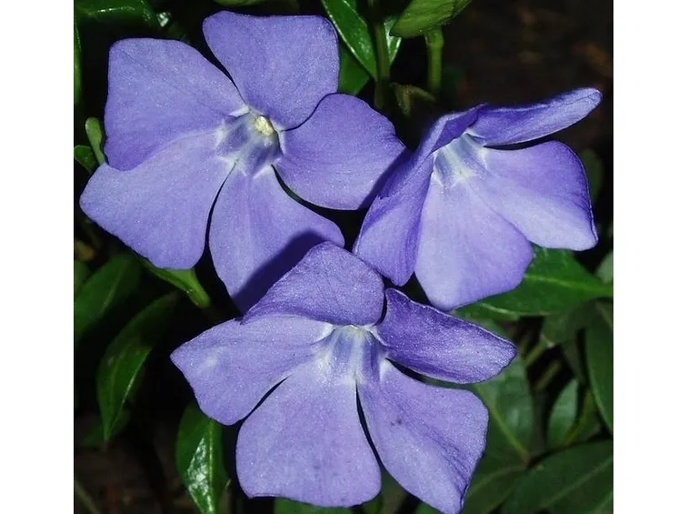 pervinca