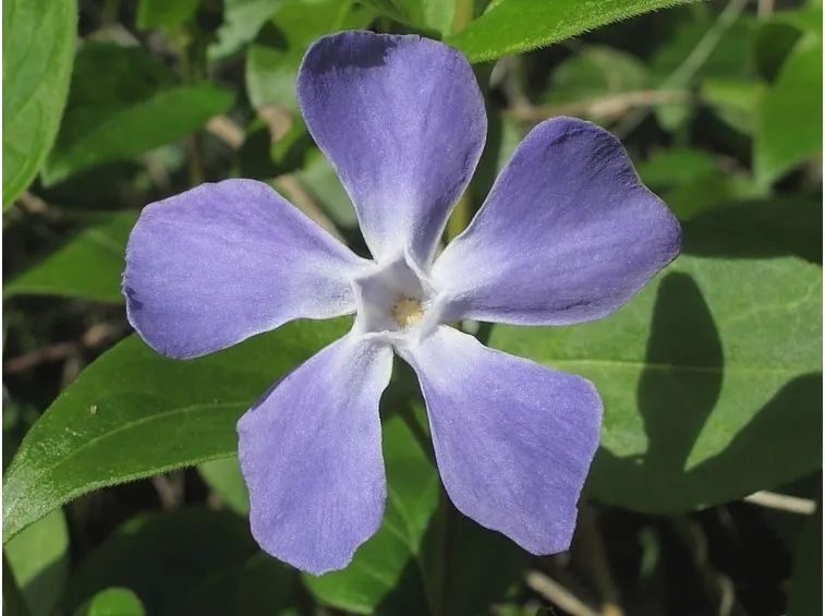 vinca