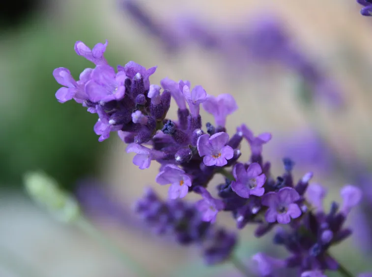 lavanda