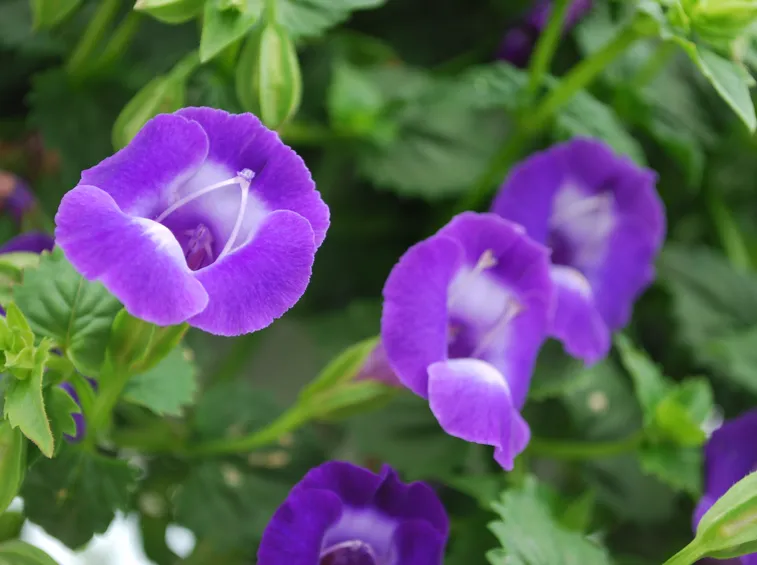 fiori torenia
