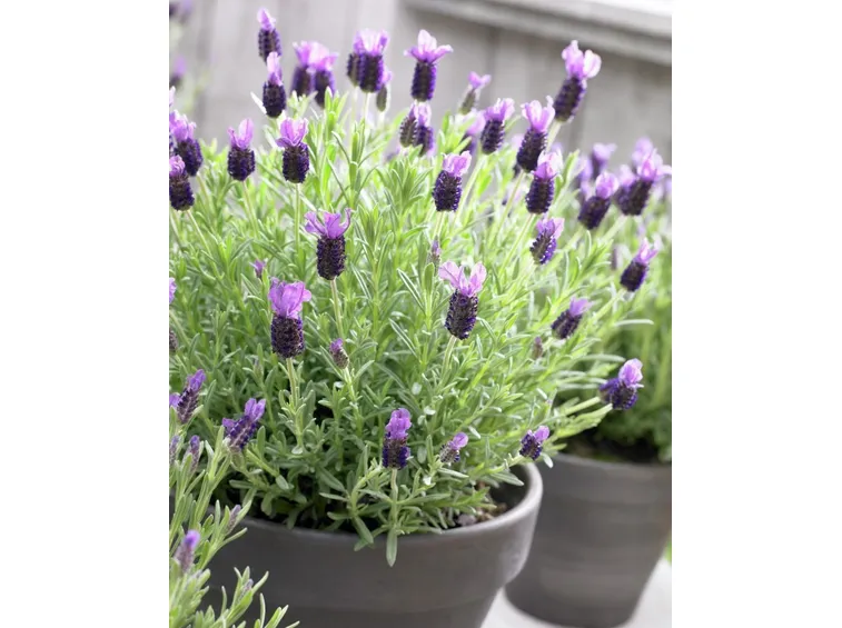 lavanda