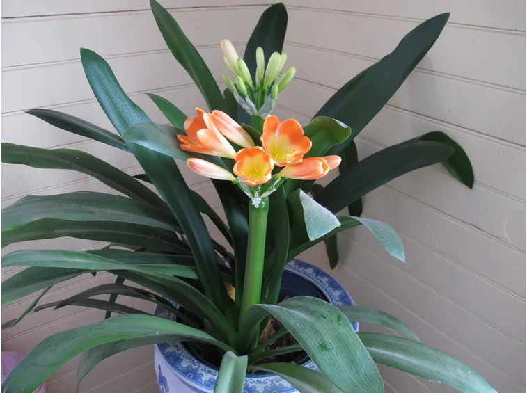 clivia