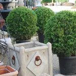 piante sempreverdi da vaso