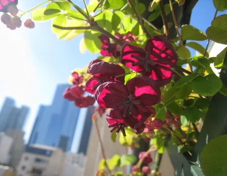 fiori su balcone