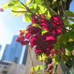 fiori su balcone