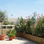 piante da vaso per terrazzo