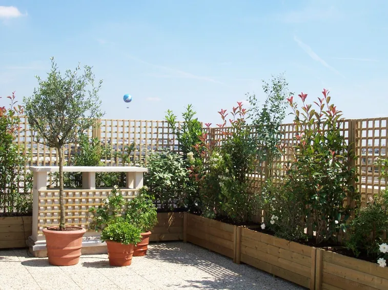 piante da vaso per terrazzo
