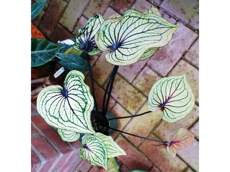 caladium