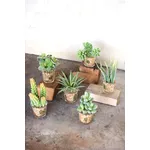 pianta grassa finta
