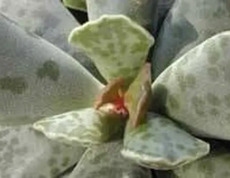 adromischus