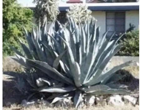 Agave americana