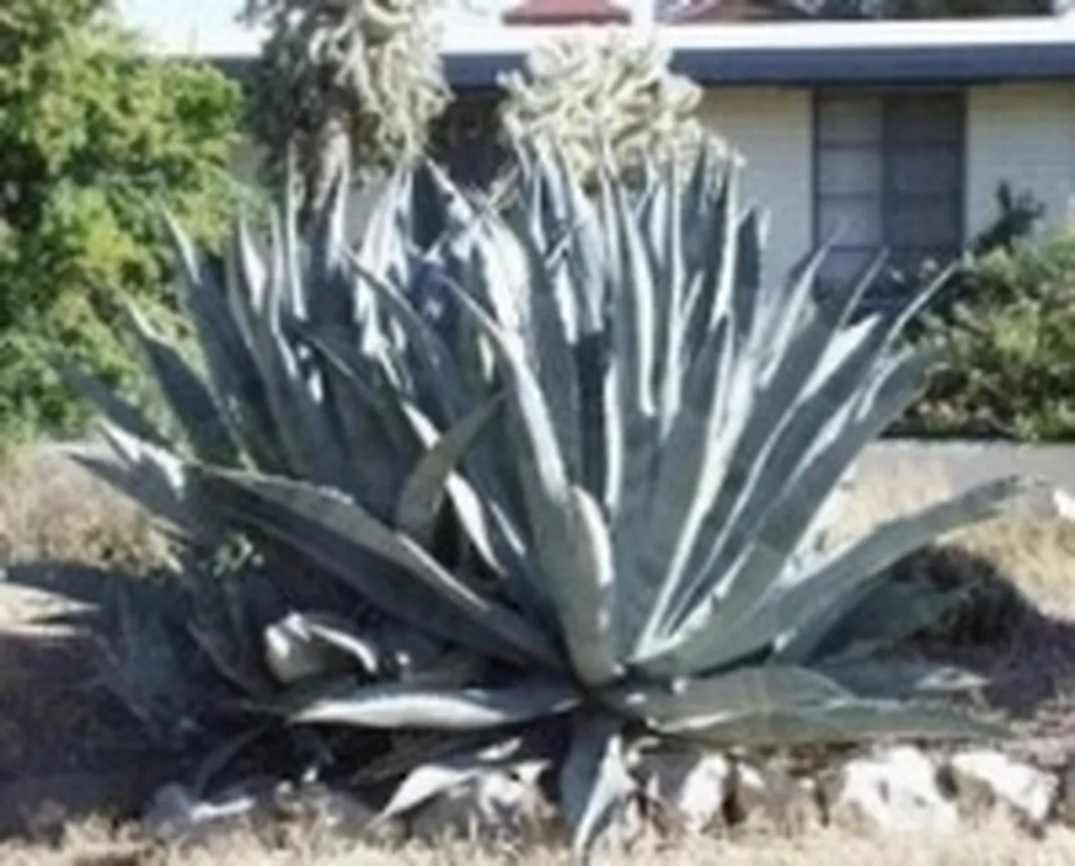 Agave americana
