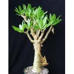 Tlecodon