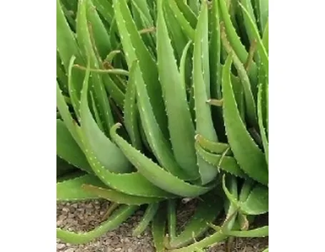 aloe 