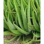 aloe 