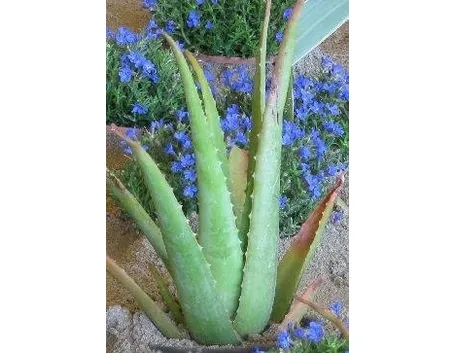 Aloe vera