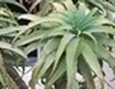 Aloe vera