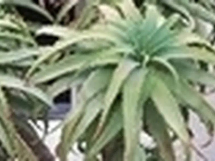 Aloe vera
