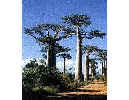 Baobab