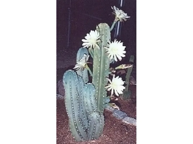 cactus malato