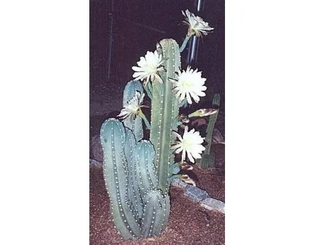 Cereus