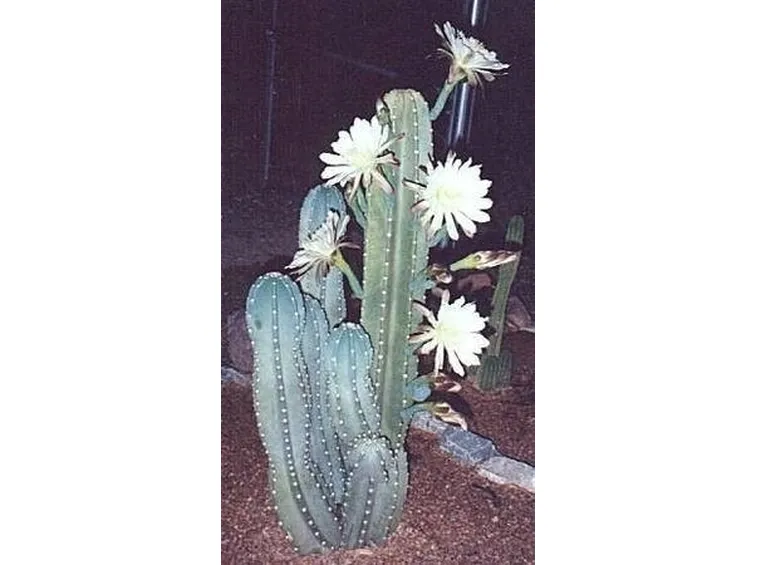 Cereus