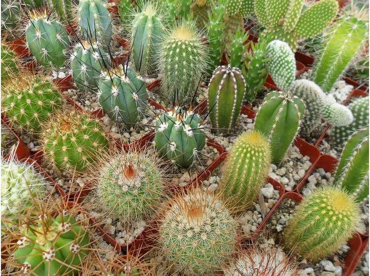 cactus