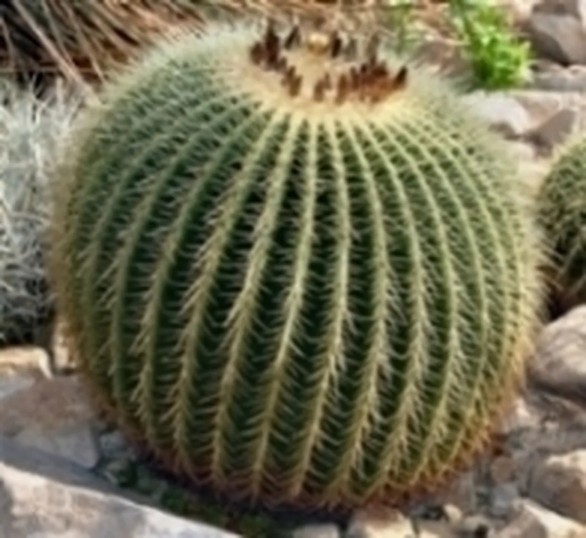 cactus